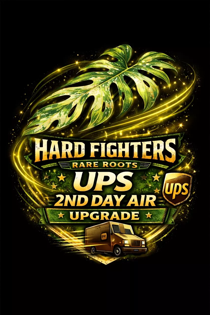 shipping_upgrade/2 Day Air UPS-0