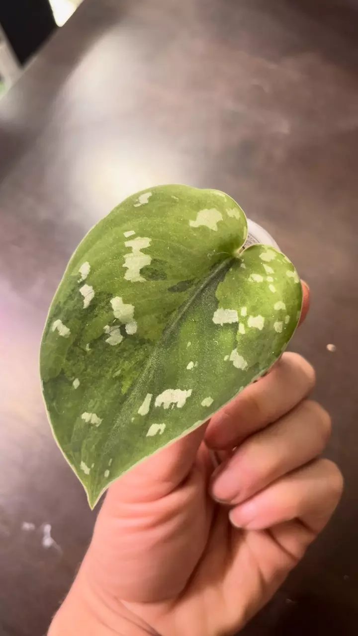 plant/Scindapsus sentarum-1