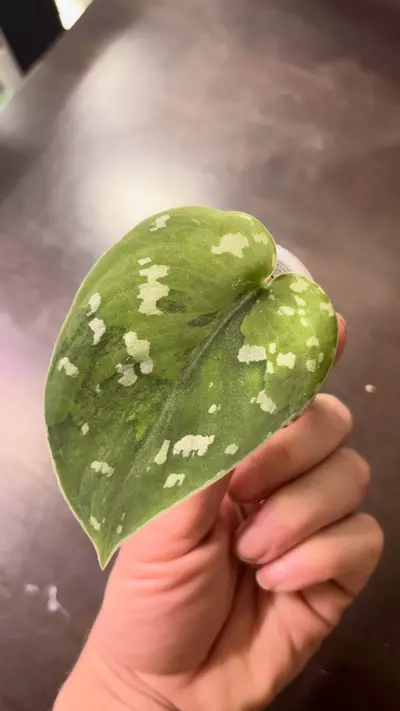 plant/Scindapsus sentarum-1-thumbnail