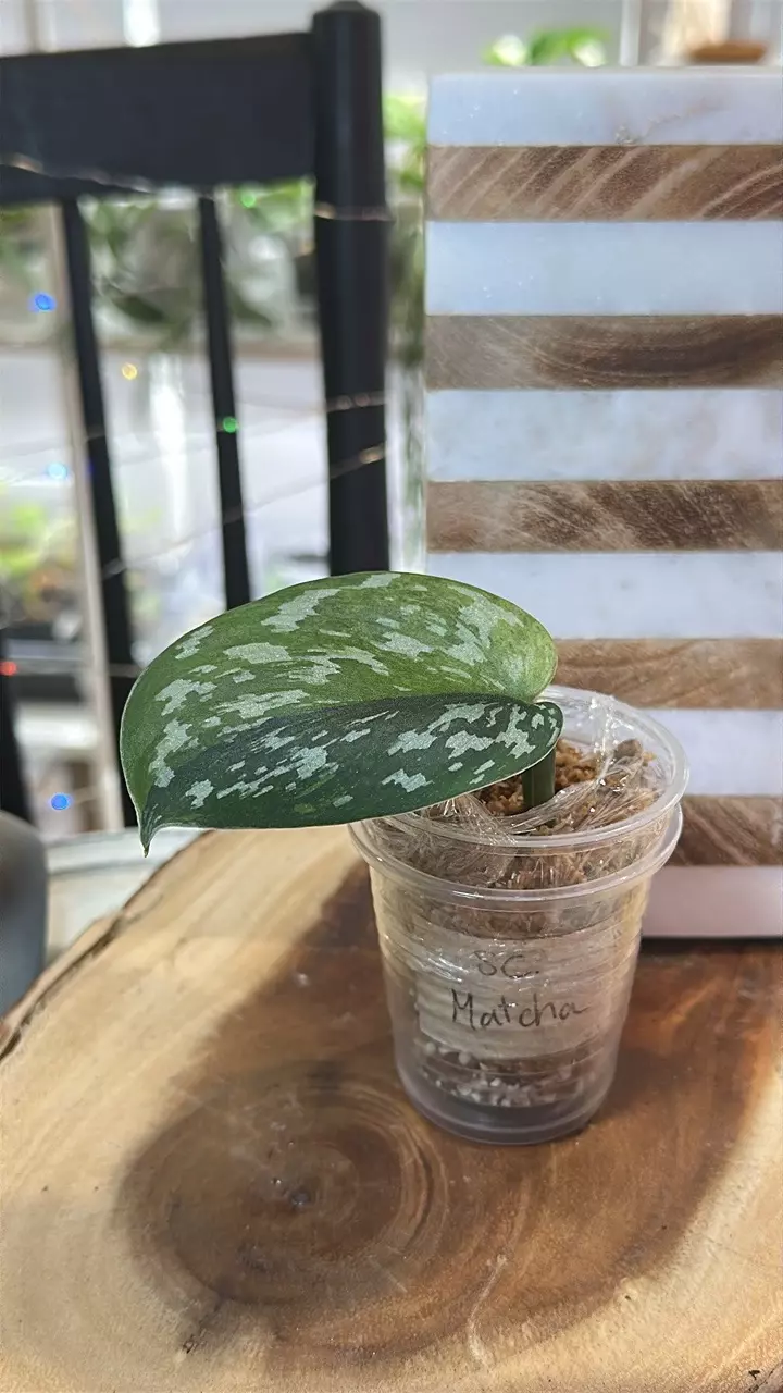 plant/Scindapsus Matcha-0