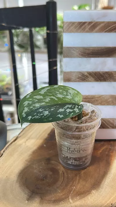 plant/Scindapsus Matcha-0-thumbnail