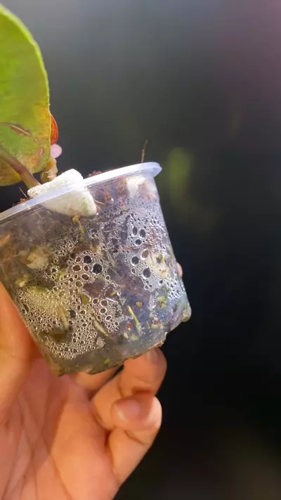 plant/Mitrata Silver Borneo-2-thumbnail