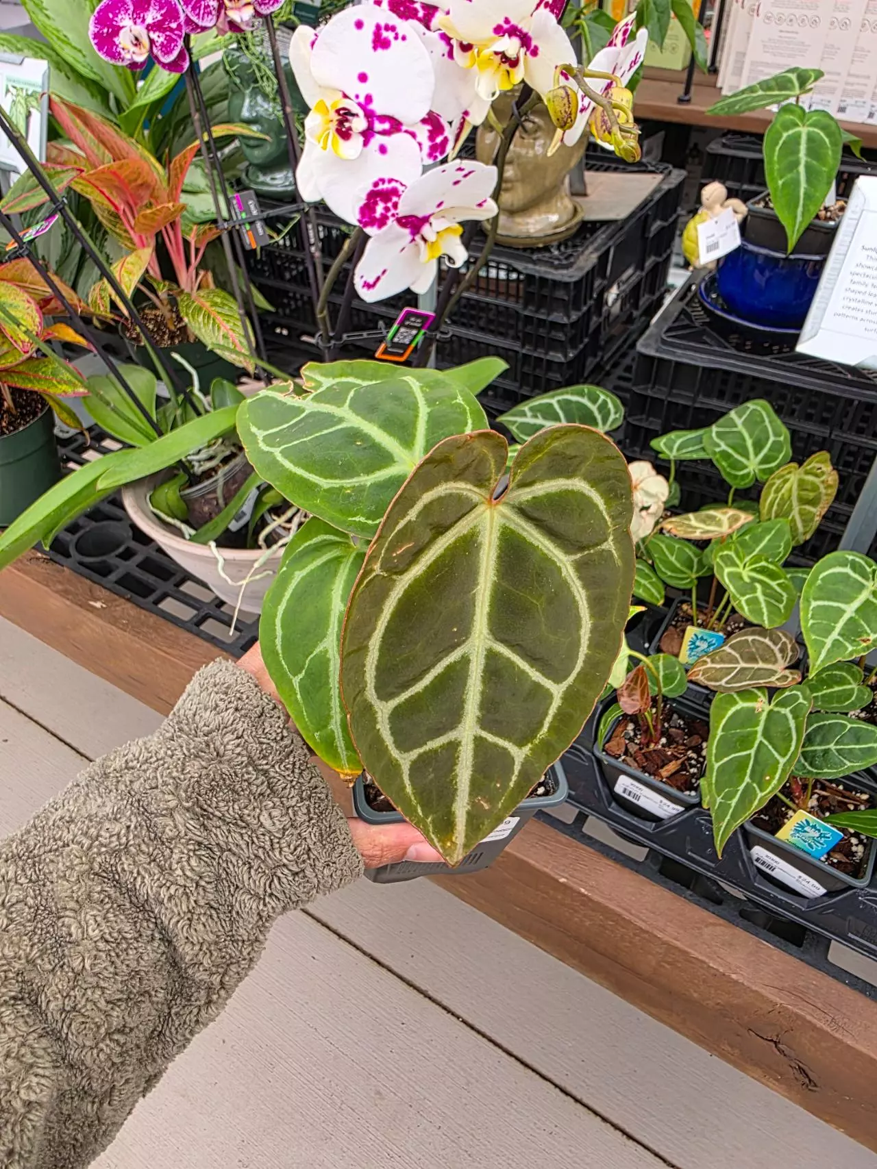 plant/Anthurium crystallinum 4in-0