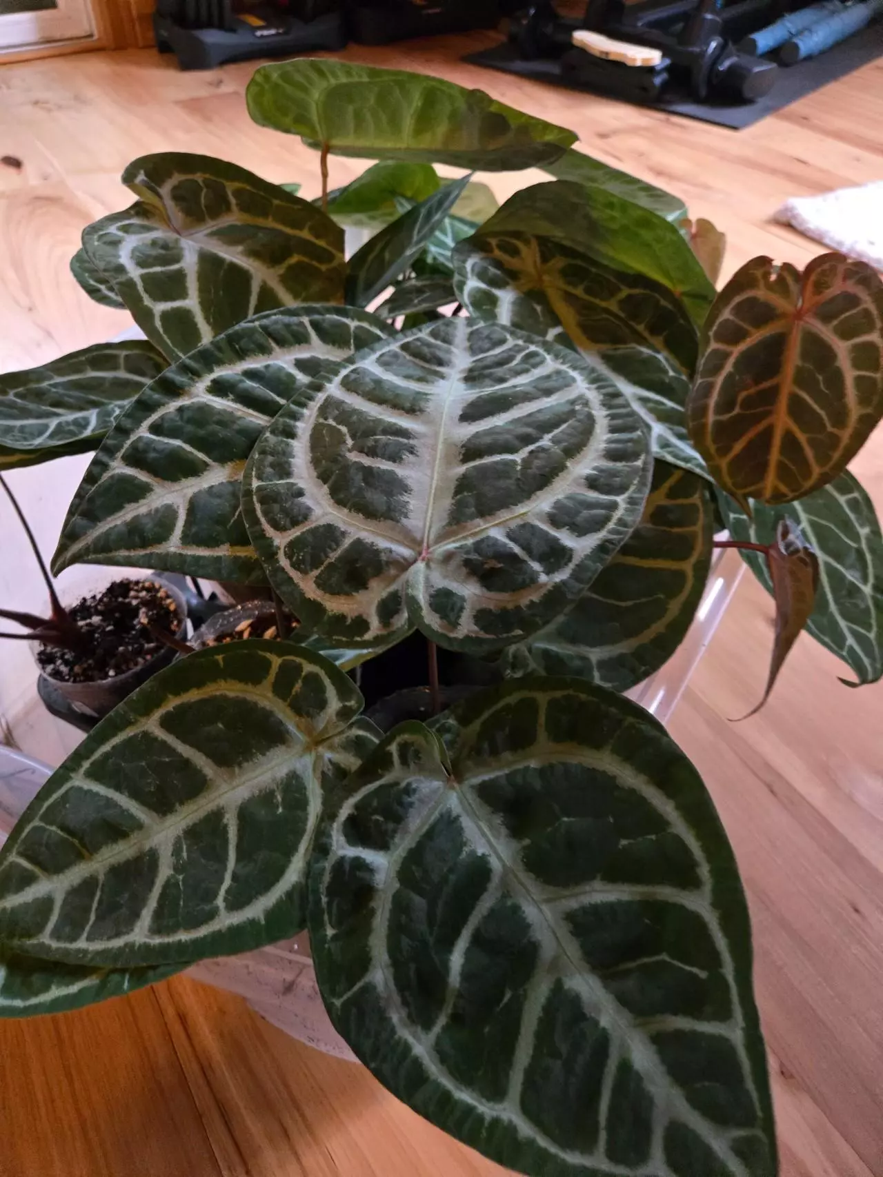 plant/SKG Silver x Red Crystallinum-7