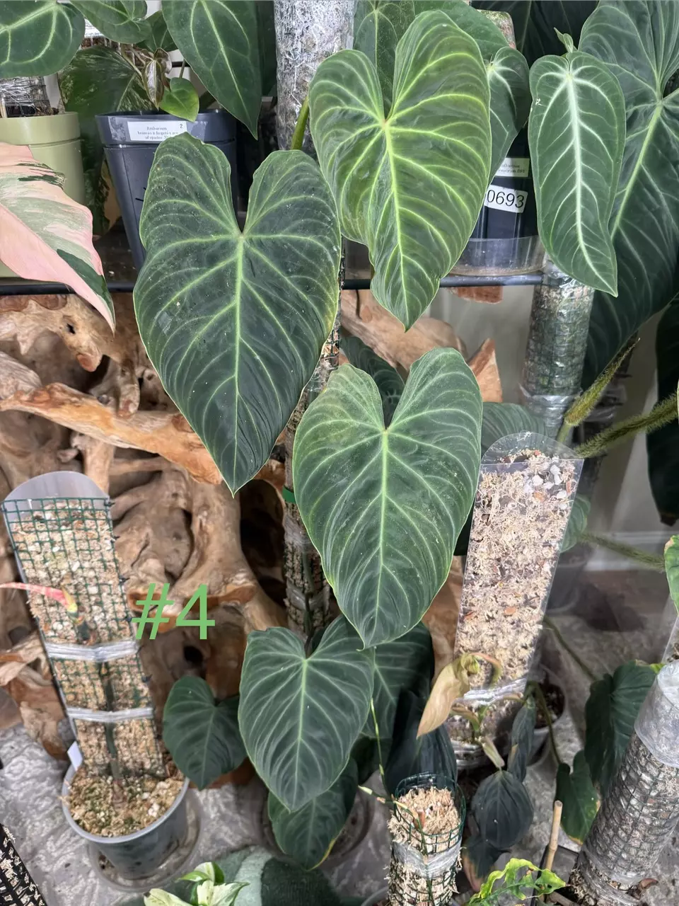 plant/Philodendron Splendid-0