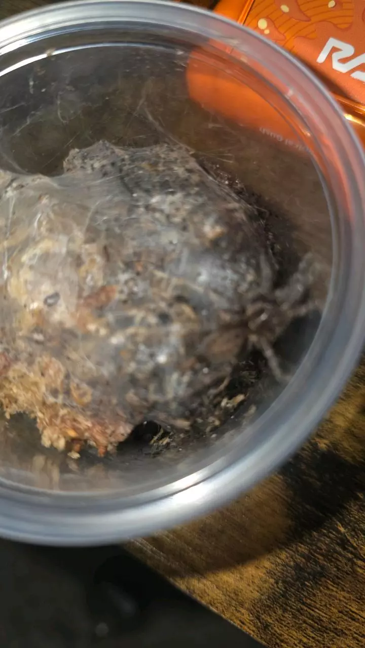 plant/Tanzanian Chestnut (Heterothele villosella) 1"+-0