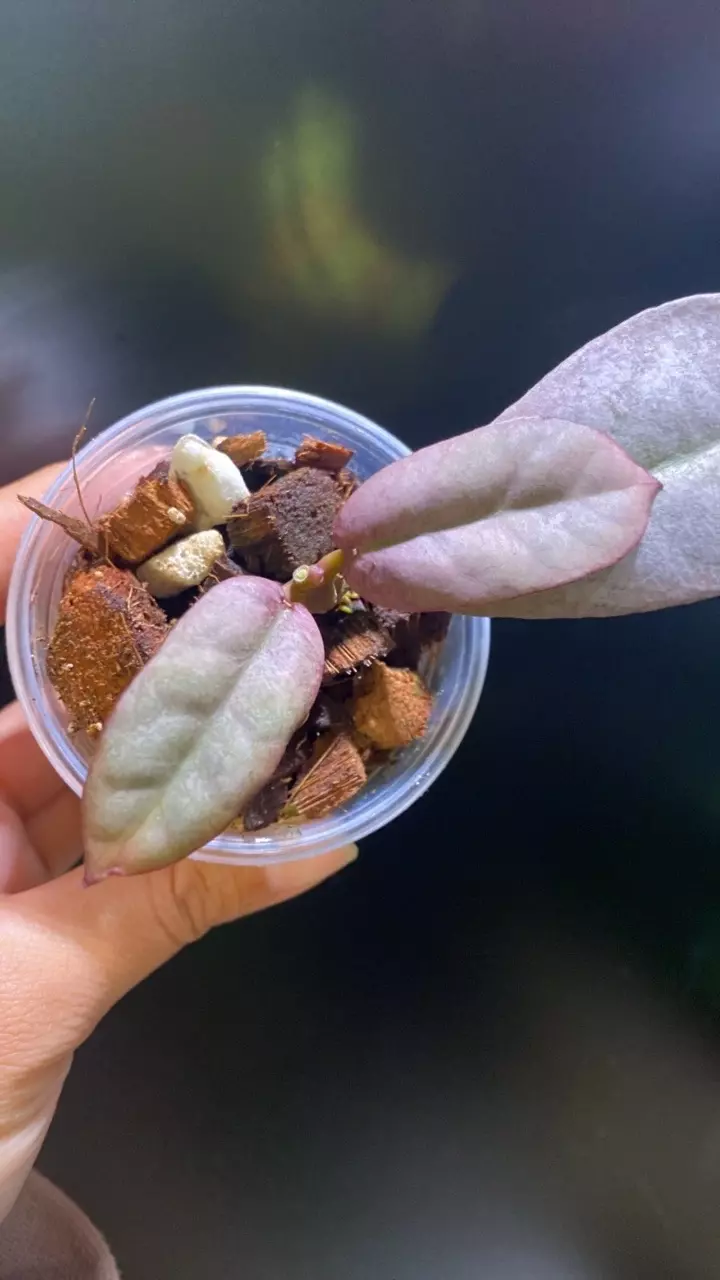 plant/Mitrata Silver Borneo-0