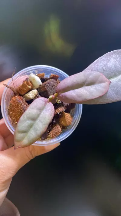 plant/Mitrata Silver Borneo-0-thumbnail