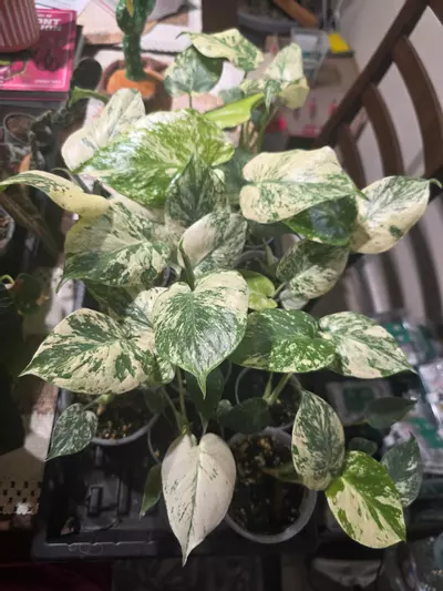 plant/Monstera Mint 3in pots - Sellers Choice-0-thumbnail