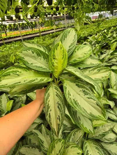 plant/6in Aglaonema silver GC-0-thumbnail