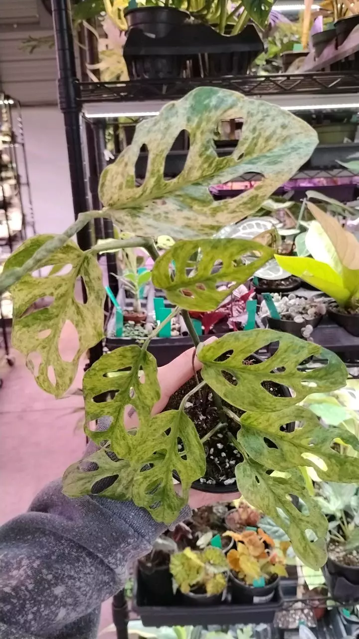 plant/Monstera mottled swiss var 4in GC-0