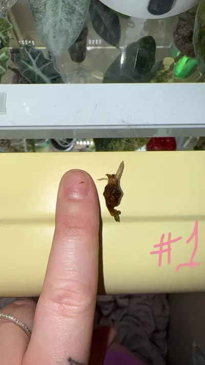 plant/Alocasia Pink Azlanii *CORMS*-2-thumbnail