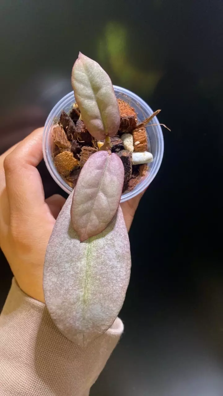 plant/Mitrata Silver Borneo-1