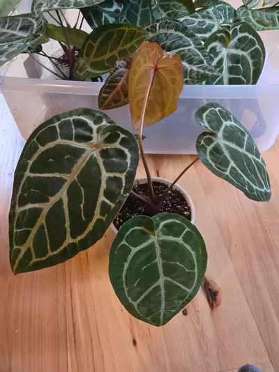 plant/SKG Silver x Red Crystallinum-3-thumbnail