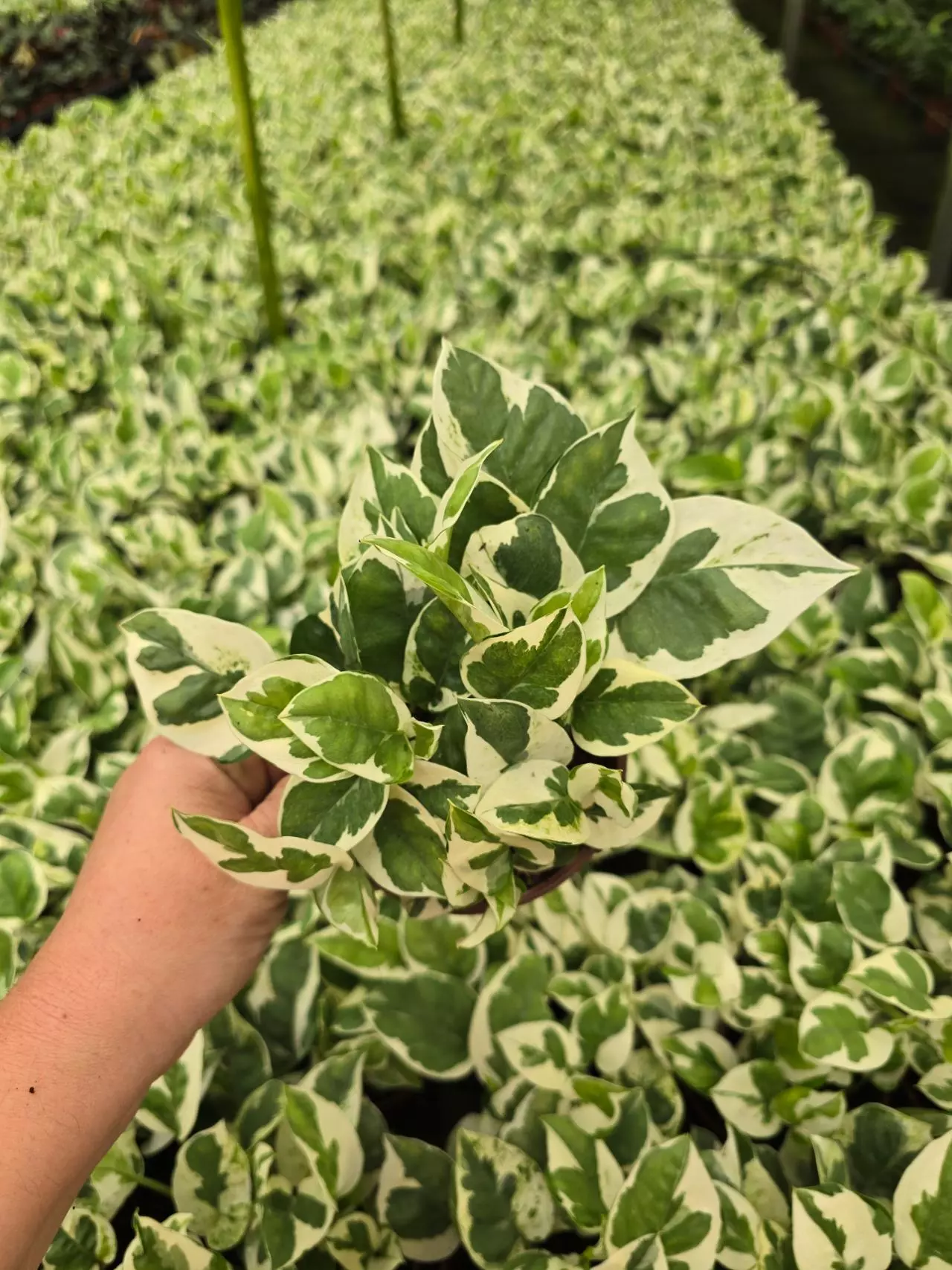 plant/4in Pothos Njoy GC-0