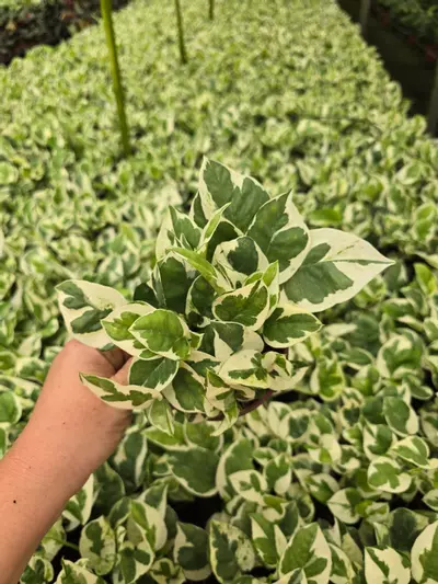 plant/4in Pothos Njoy GC-0-thumbnail