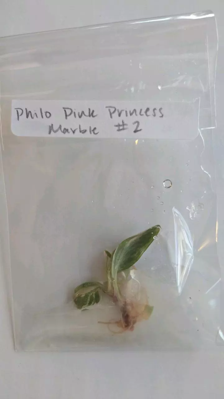 plant/Philodendron Pink Princess Marble TC #2-0