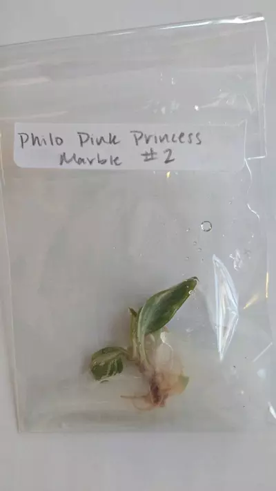 plant/Philodendron Pink Princess Marble TC #2-0-thumbnail