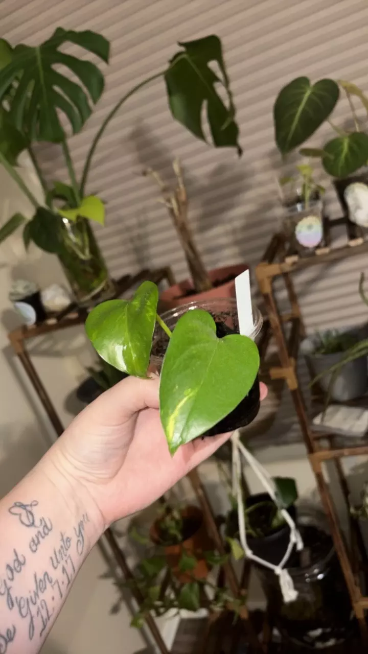 plant/Golden Pathos-0