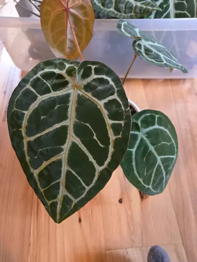 plant/SKG Silver x Red Crystallinum-2-thumbnail