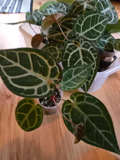 plant/SKG Silver x Red Crystallinum-4-thumbnail