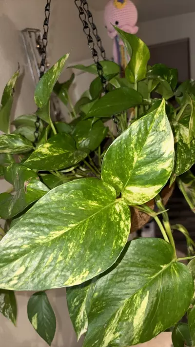 plant/Golden Pathos-1-thumbnail