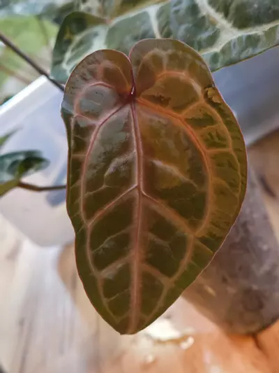 plant/SKG Silver x Red Crystallinum-6-thumbnail