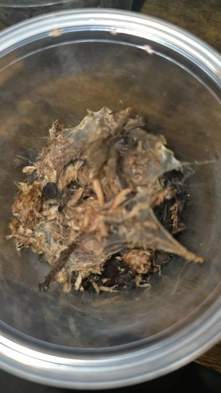 plant/Phong Nha-Ke Bang (Cyriopagopus c.f schmidti) 3/4"-0