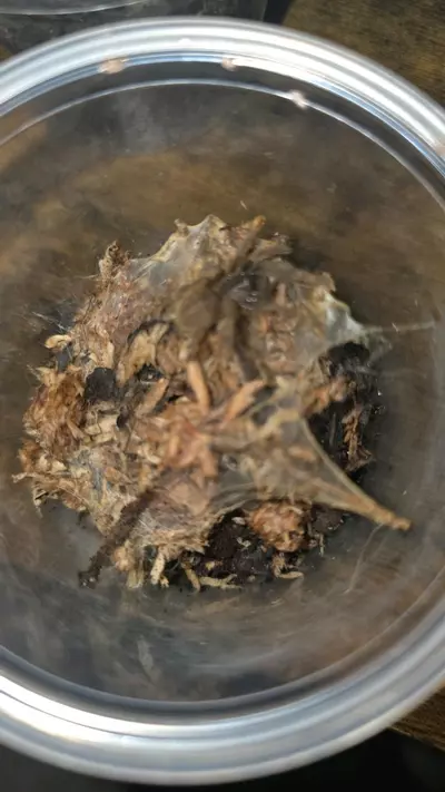 plant/Phong Nha-Ke Bang (Cyriopagopus c.f schmidti) 3/4"-0-thumbnail