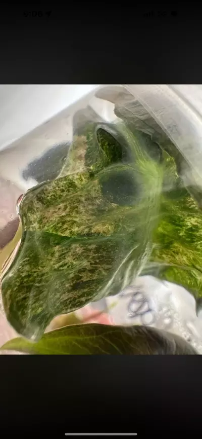 plant/Pink Venom from Pink TC Strain Teen-5-thumbnail