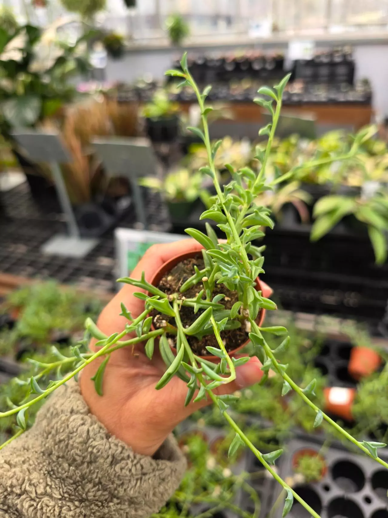 plant/String of Dolphins Senecio peregrinus 2in-0