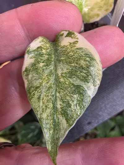 plant/Monstera Mint 3in pots - Sellers Choice-1-thumbnail