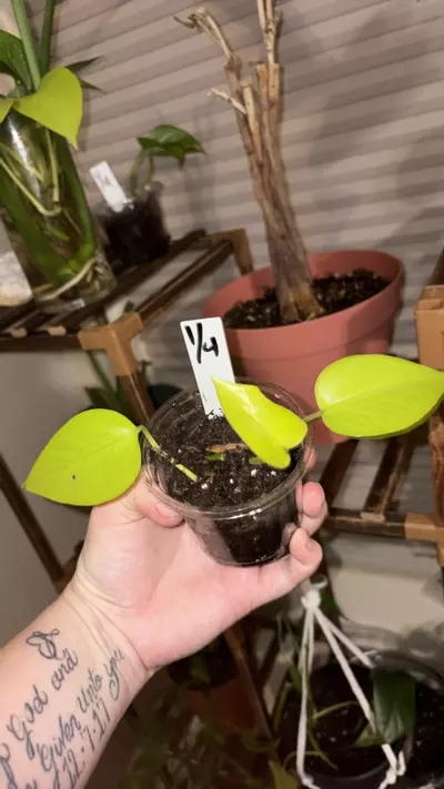 plant/Neon Pathos-1-thumbnail