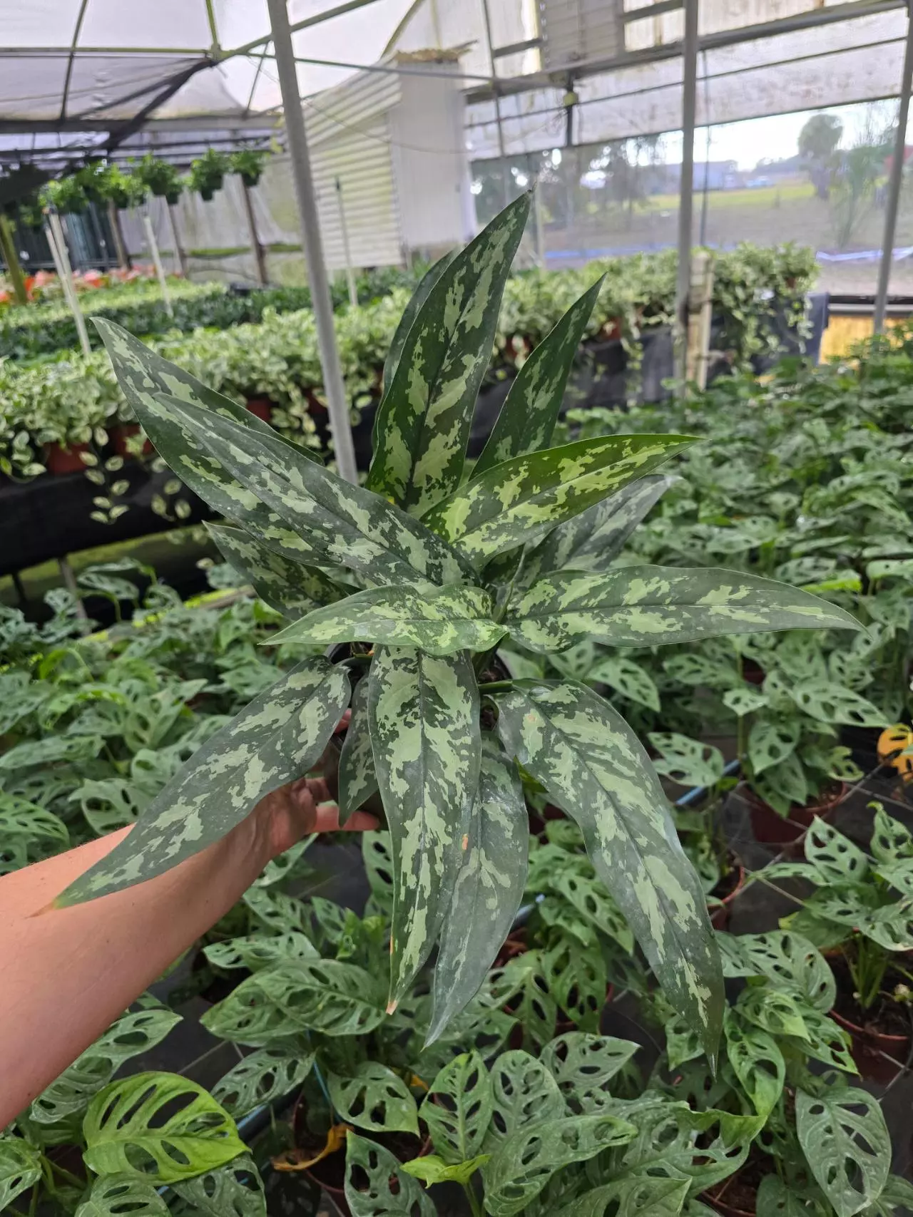 plant/6in Aglaonema camo GC-0
