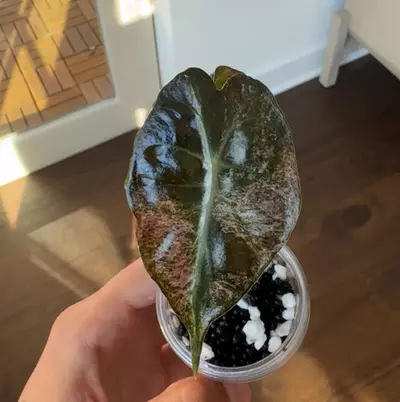 plant/Pink Venom from Pink TC Strain Teen-8-thumbnail