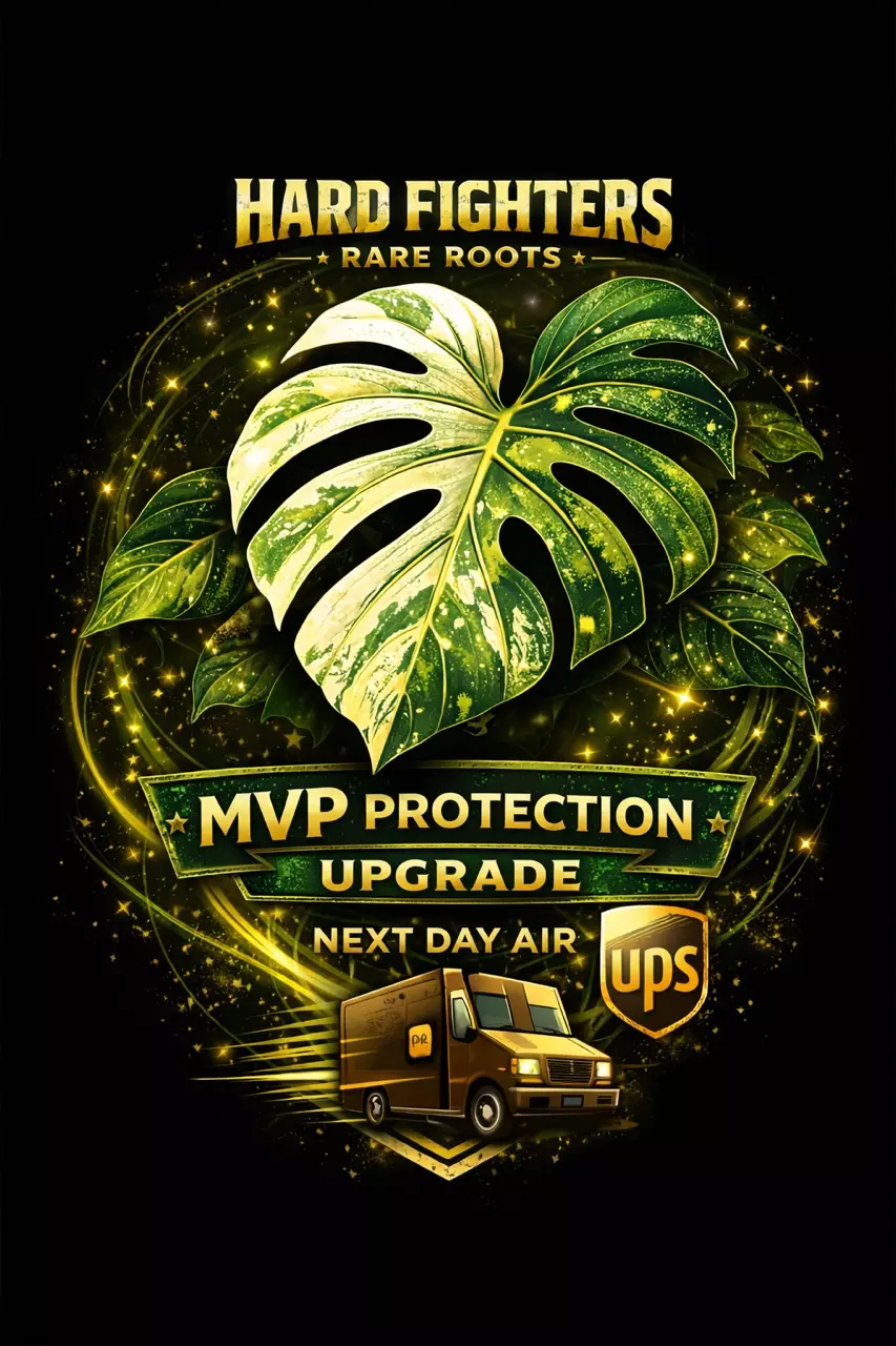 shipping_upgrade/MVP Protection & UPGRADE UPS next day air-0