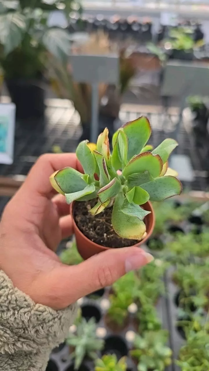 plant/Crassula 'Wavy Jade' 2in-0