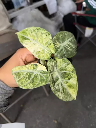 plant/Shipping 2 days extra-0-thumbnail