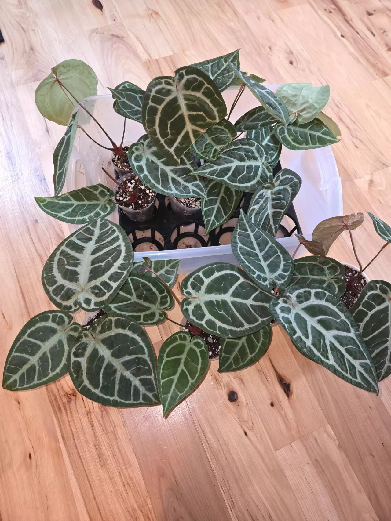 plant/SKG Silver x Red Crystallinum-1