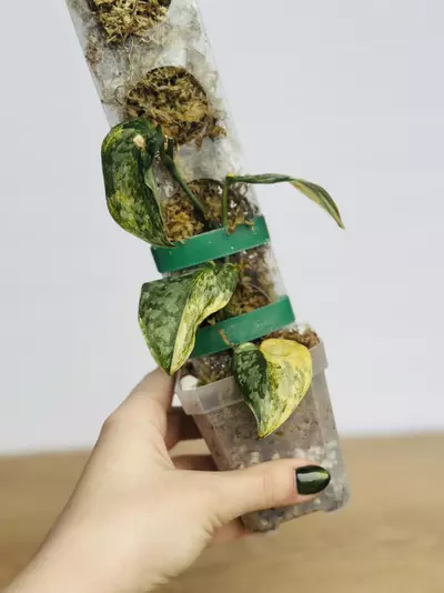 plant/Scindapsus Geulis-0-thumbnail