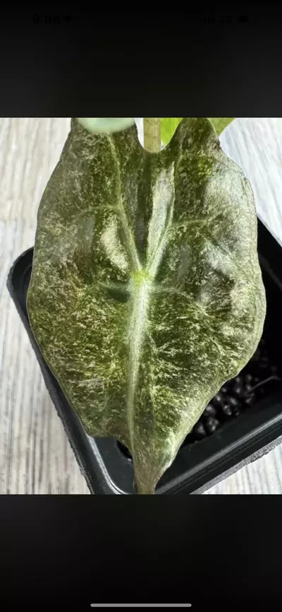 plant/Pink Venom from Pink TC Strain Teen-6-thumbnail