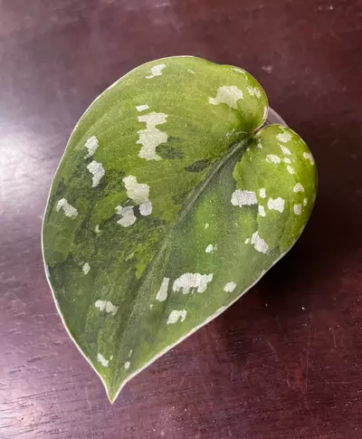 plant/Scindapsus sentarum-0-thumbnail