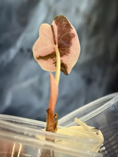 plant/Absolute Banger of a Pink Chantriei-1-thumbnail