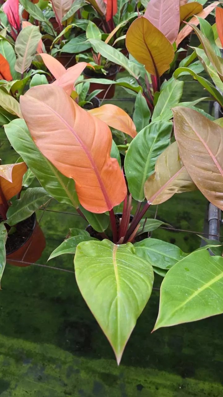 plant/6in Philodendron Prince of Orange GC-0