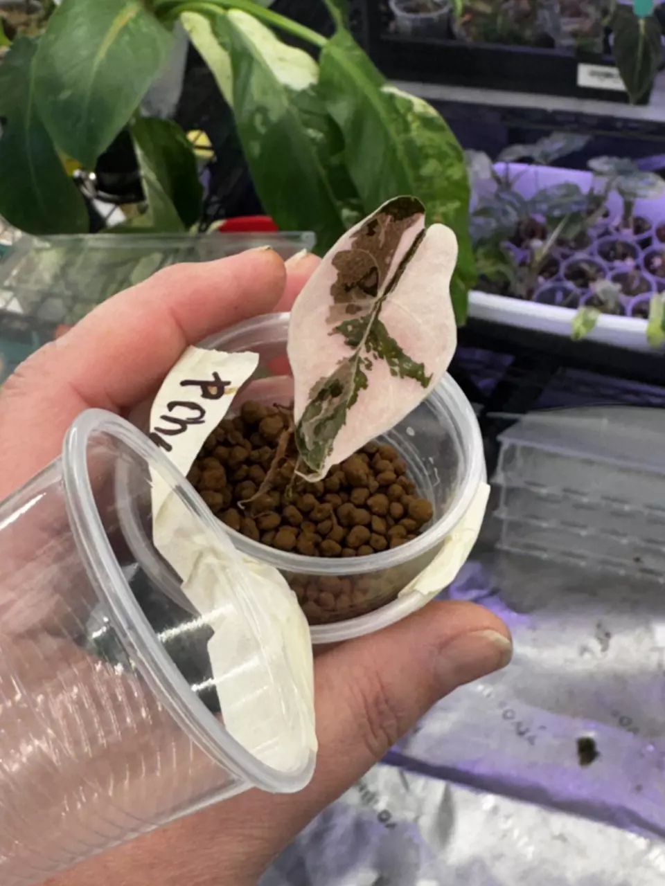 plant/Absolute Banger of a Pink Chantriei-2