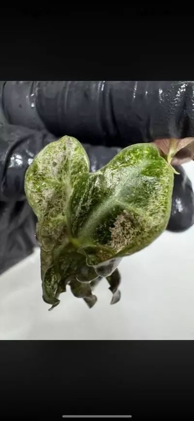 plant/Pink Venom from Pink TC Strain Teen-4-thumbnail