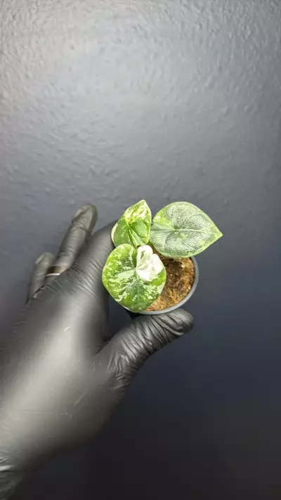 plant/Alocasia Melo Albo *Exact Specimen B-0-thumbnail