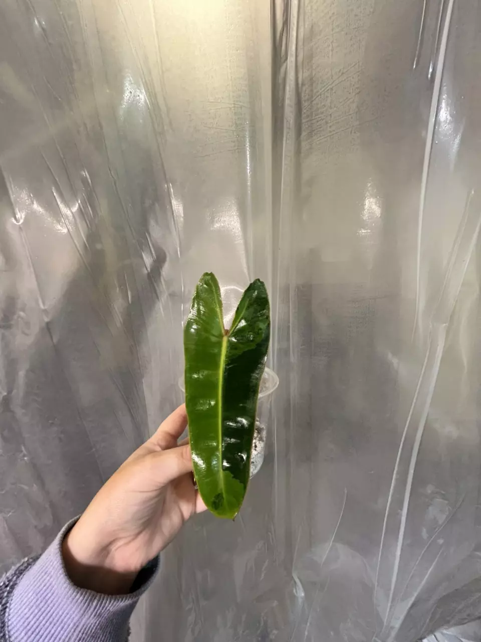 plant/Variegated Billie-0