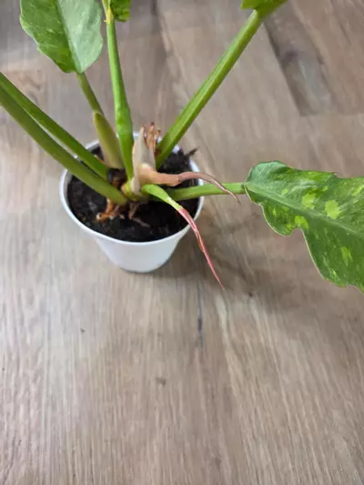 plant/Variegated Ring Of Fire-3-thumbnail