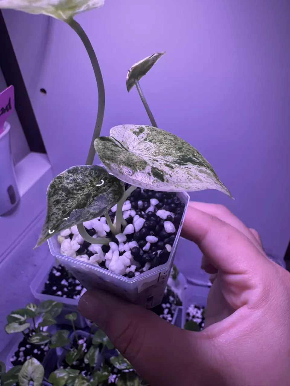 plant/Alocasia Dragon Scale Mint Starter Plant-1